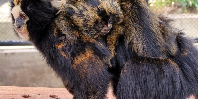 Primata gestante precisou ser submetida a uma cesárea; ameaçados de extinção, animais são exclusivos da Mata Atlântica. (Divulgação)