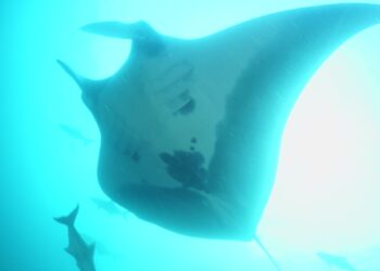 Fêmea da espécie ameaçada de extinção avistada em Santos possui cerca de cinco metros de envergadura. (Divulgação/Governo do Estado de São Paulo)