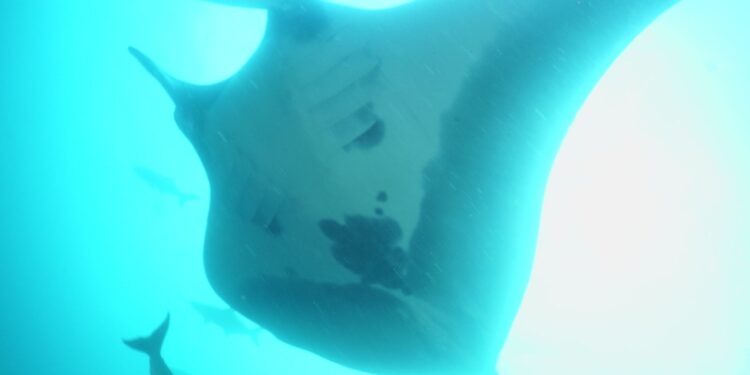 Fêmea da espécie ameaçada de extinção avistada em Santos possui cerca de cinco metros de envergadura. (Divulgação/Governo do Estado de São Paulo)