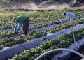 O Plano Safra foi instituído em 2003 para fomentar a produção rural brasileira. (Valter Campanato/Agência Brasil)