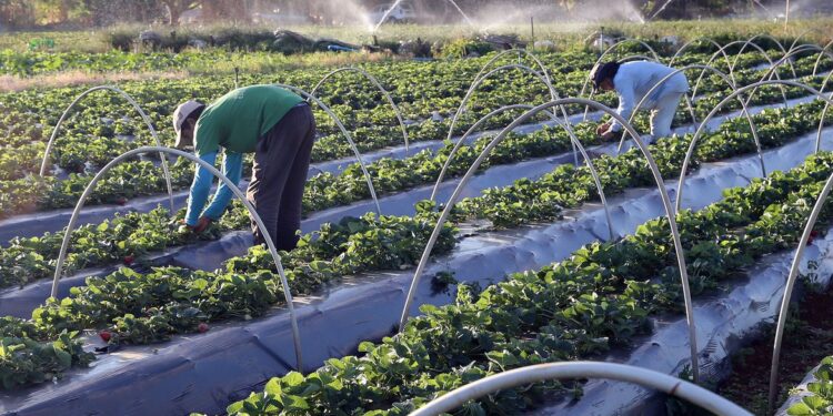 O Plano Safra foi instituído em 2003 para fomentar a produção rural brasileira. (Valter Campanato/Agência Brasil)