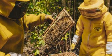 Desde 2005, o programa auxilia apicultores(as) na gestão, produção e comercialização do produto, cedendo áreas da base florestal da empresa para pasto apícola. (Divulgação)
