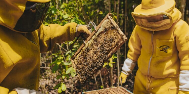 Desde 2005, o programa auxilia apicultores(as) na gestão, produção e comercialização do produto, cedendo áreas da base florestal da empresa para pasto apícola. (Divulgação)