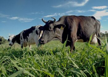 Estima-se que existam no Brasil mais de 90 espécies de plantas tóxicas que causam prejuízos em rebanhos bovinos, segunda a Embrapa Gado de Corte. (Divulgação)