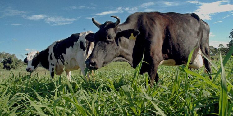 Estima-se que existam no Brasil mais de 90 espécies de plantas tóxicas que causam prejuízos em rebanhos bovinos, segunda a Embrapa Gado de Corte. (Divulgação)