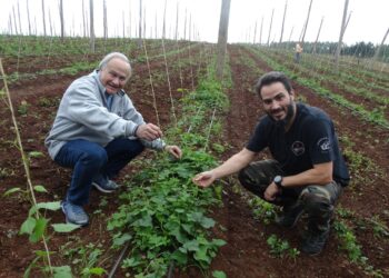 O lúpulo, que garante a qualidade de uma boa cerveja, é cultura relativamente recente no Brasil. (Divulgação)