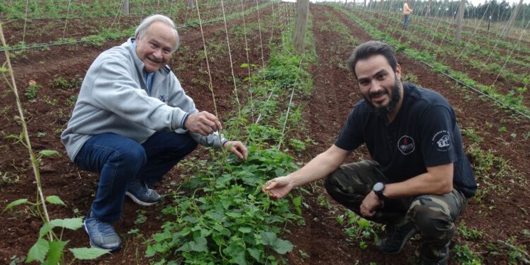 O lúpulo, que garante a qualidade de uma boa cerveja, é cultura relativamente recente no Brasil. (Divulgação)