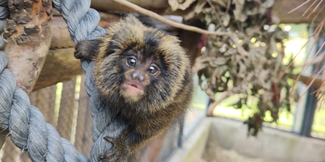 Filhotes de sagui-da-serra-escuro nascidos em março – Foto de Giannina Piatto Clerici