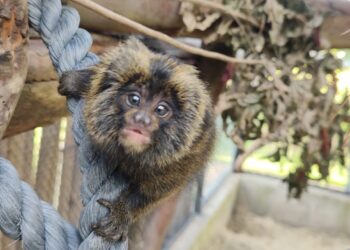 Filhotes de sagui-da-serra-escuro nascidos em março – Foto de Giannina Piatto Clerici