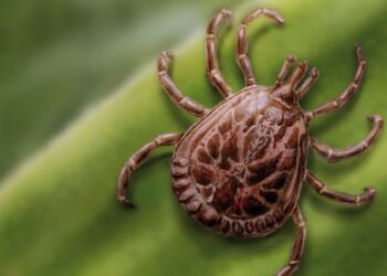 A febre maculosa também conhecida como doença do carrapato, é uma infecção febril de gravidade variável, com elevada taxa de letalidade. (Divulgação)