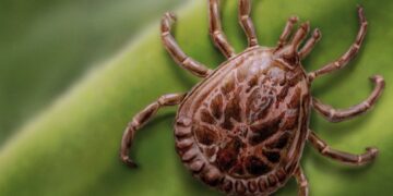 A febre maculosa também conhecida como doença do carrapato, é uma infecção febril de gravidade variável, com elevada taxa de letalidade. (Divulgação)