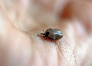 Também conhecida como doença do carrapato, a febre maculosa é uma infecção febril de gravidade variável, com elevada taxa de letalidade. (Agência Brasil)