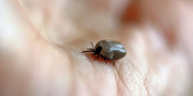 Também conhecida como doença do carrapato, a febre maculosa é uma infecção febril de gravidade variável, com elevada taxa de letalidade. (Agência Brasil)
