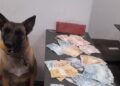 Com o auxilio da cadela Akila, realizou-se uma varredura nas proximidades da área e encontraram enterrado um tijolo análogo a maconha e uma quantia de R$ 7.990. (Divulgação)