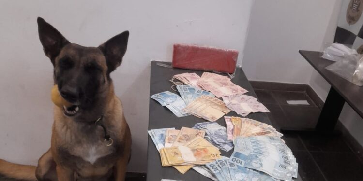 Com o auxilio da cadela Akila, realizou-se uma varredura nas proximidades da área e encontraram enterrado um tijolo análogo a maconha e uma quantia de R$ 7.990. (Divulgação)