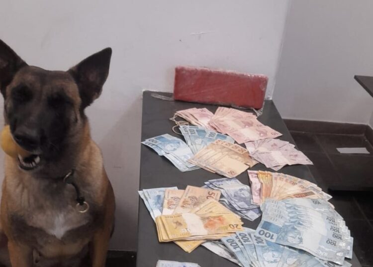 Com o auxilio da cadela Akila, realizou-se uma varredura nas proximidades da área e encontraram enterrado um tijolo análogo a maconha e uma quantia de R$ 7.990. (Divulgação)
