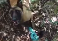 Em revista pelo local e com ajuda do cão farejador, foi possível localizar enterrado em dois locais duas sacolas plásticas contendo drogas. (Divulgação)
