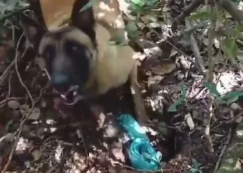 Em revista pelo local e com ajuda do cão farejador, foi possível localizar enterrado em dois locais duas sacolas plásticas contendo drogas. (Divulgação)