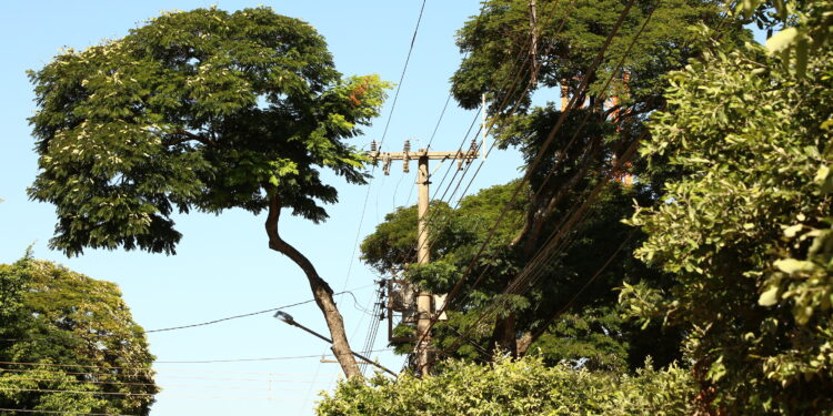 Além dos acidentes, serviços de podas mal executados podem provocar danos ao sistema elétrico dos municípios. As consequências mais comuns são curtos-circuitos, interrupções no fornecimento, desligamento da iluminação pública e comprometimento de sistemas de segurança. (Reprodução/Internet)