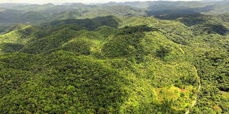 O PMMA busca retratar a realidade do município, no que se refere aos cenários atuais e futuros do território, na perspectiva da importância e potenciais da Mata Atlântica. (Divulgação)