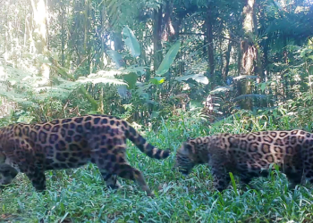 A onça-pintada (Panthera onca) é o maior felino das Américas e uma das espécies mais emblemáticas das matas brasileiras. (Governo do Estado de São Paulo)