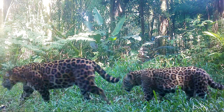 A onça-pintada (Panthera onca) é o maior felino das Américas e uma das espécies mais emblemáticas das matas brasileiras. (Governo do Estado de São Paulo)