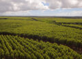 A Suzano é a maior produtora mundial de celulose, uma das maiores produtoras de papel da América Latina e referência no desenvolvimento de soluções sustentáveis e inovadoras de origem renovável. (Divulgação)