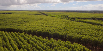 A Suzano é a maior produtora mundial de celulose, uma das maiores produtoras de papel da América Latina e referência no desenvolvimento de soluções sustentáveis e inovadoras de origem renovável. (Divulgação)