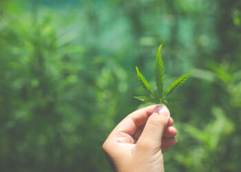 Cannabis é um gênero de angiospermas que inclui três variedades diferentes: Cannabis sativa, Cannabis indica e Cannabis ruderalis. (Freepik)