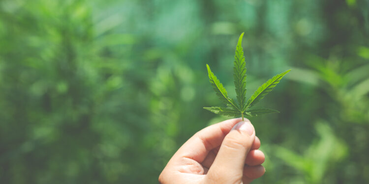 Cannabis é um gênero de angiospermas que inclui três variedades diferentes: Cannabis sativa, Cannabis indica e Cannabis ruderalis. (Freepik)