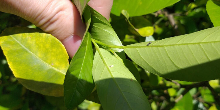 O Greening é causado pela bactéria Candidatus Liberibacter spp. e disseminado pelo psilídeo (Diaphorina citri). (Divulgação)