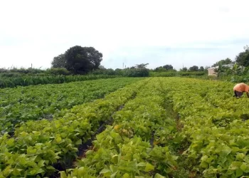 A iniciativa também “colocou no mapa” 3 mil quilômetros de estradas somente neste ano. (Elza Fiúza/Agência Brasil)