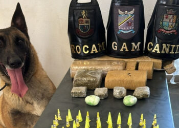 Foram localizadas, com o auxílio de Ákila, cão farejador treinado do Canil da Guarda Civil Municipal, 214 porções de entorpecentes. (Divulgação)