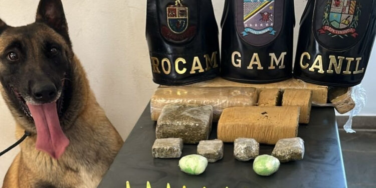 Foram localizadas, com o auxílio de Ákila, cão farejador treinado do Canil da Guarda Civil Municipal, 214 porções de entorpecentes. (Divulgação)