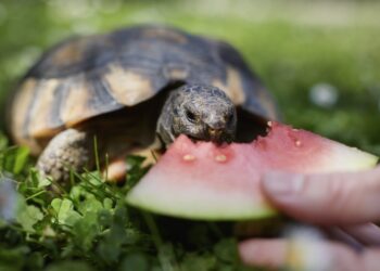 Diferente dos pets mais comuns, como gatos e cachorros, que passaram por um processo de domesticação de milhares de anos, os animais silvestres ou não são domesticados, ou foram domesticados recentemente. (Divulgação)