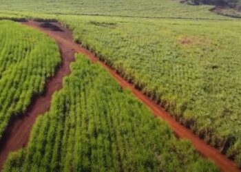 O cadastro do CEP das propriedades gera uma série de efeitos positivos para os trabalhadores do campo, do acesso à saúde ao aumento da segurança. (Divulgação)