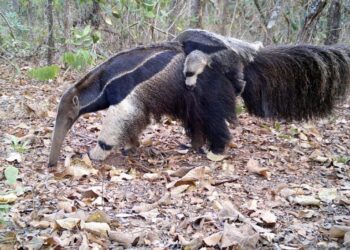 O programa captura imagens valiosas da fauna local. (Divulgação/Governo do Estado de São Paulo)