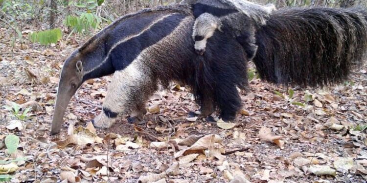 O programa captura imagens valiosas da fauna local. (Divulgação/Governo do Estado de São Paulo)