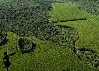 A Suzano é a maior produtora mundial de celulose, uma das maiores produtoras de papéis da América Latina, líder no segmento de papel higiênico no Brasil e referência no desenvolvimento de soluções sustentáveis e inovadoras a partir de matéria-prima de fonte renovável. (Divulgação)