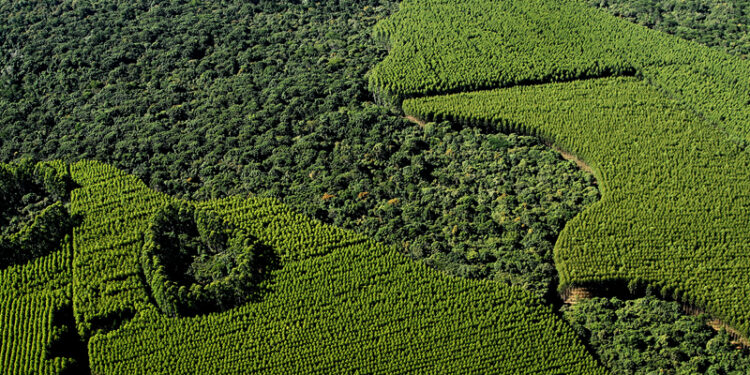 A Suzano é a maior produtora mundial de celulose, uma das maiores produtoras de papéis da América Latina, líder no segmento de papel higiênico no Brasil e referência no desenvolvimento de soluções sustentáveis e inovadoras a partir de matéria-prima de fonte renovável. (Divulgação)
