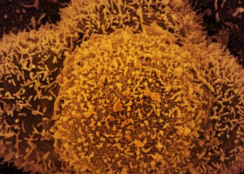 Além do Brasil, a subvariante JN 2.5 também foi identificada no Canadá, na França, na Polônia, na Espanha, nos Estados Unidos, na Suécia e no Reino Unido.