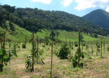 Estudo criou modelo que projeta o tempo de crescimento de espécies arbóreas nativas da Mata Atlântica. (Divulgação)