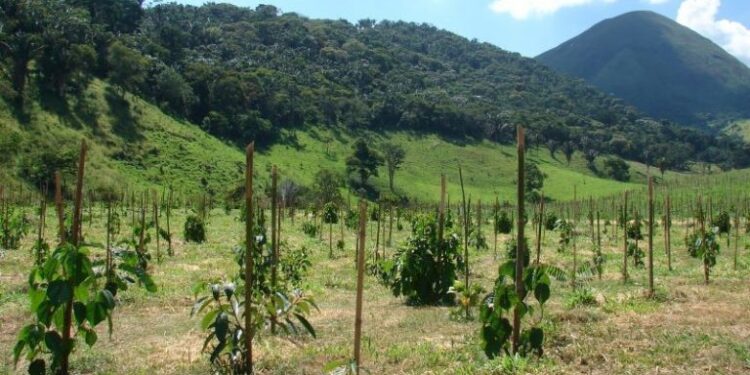 Estudo criou modelo que projeta o tempo de crescimento de espécies arbóreas nativas da Mata Atlântica. (Divulgação)