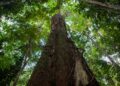 A autorização para a remoção da vegetação é feita pela Companhia Ambiental do Estado de São Paulo (Cetesb). (Agência Brasil)
