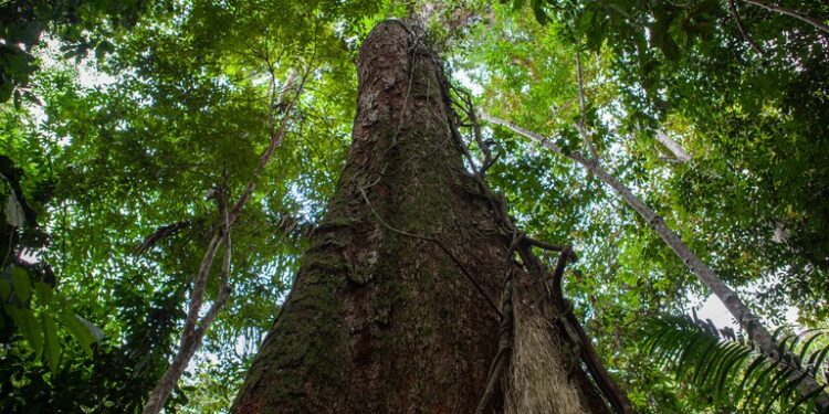 A autorização para a remoção da vegetação é feita pela Companhia Ambiental do Estado de São Paulo (Cetesb). (Agência Brasil)
