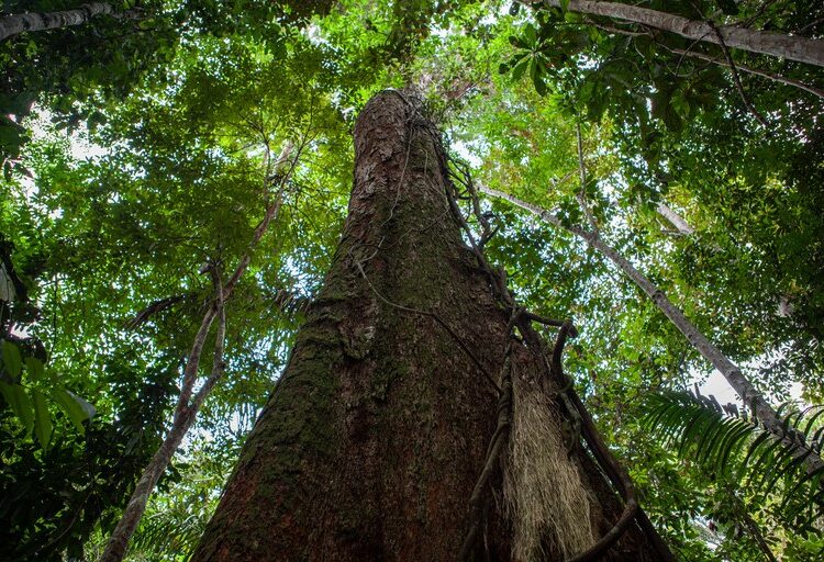 A autorização para a remoção da vegetação é feita pela Companhia Ambiental do Estado de São Paulo (Cetesb). (Agência Brasil)