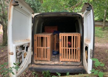 Os policiais resgataram 57 aves, muitas delas estavam com graves ferimentos. (Divulgação)