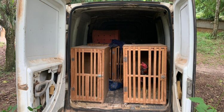 Os policiais resgataram 57 aves, muitas delas estavam com graves ferimentos. (Divulgação)