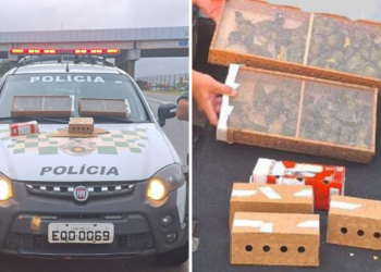 Foram resgatados 81 pássaros nativos, das espécimes Pintassilgo, Coleirinho, Trinca Ferro e Azulão. (Divulgação)