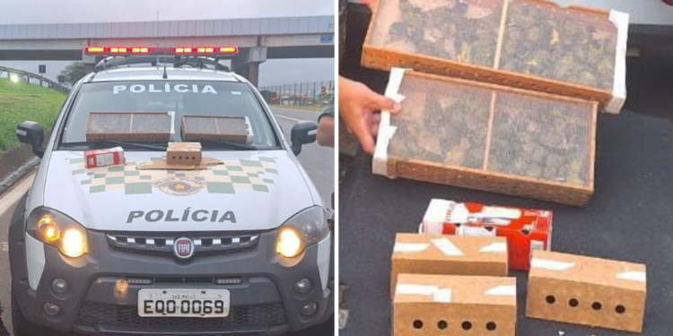 Foram resgatados 81 pássaros nativos, das espécimes Pintassilgo, Coleirinho, Trinca Ferro e Azulão. (Divulgação)